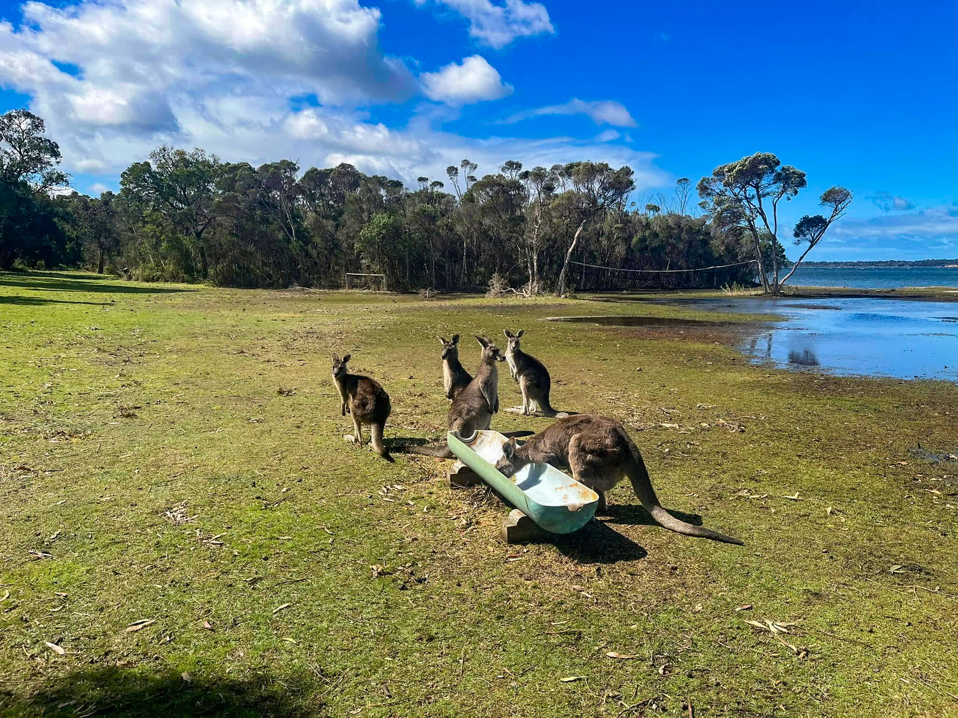 Wattle Point