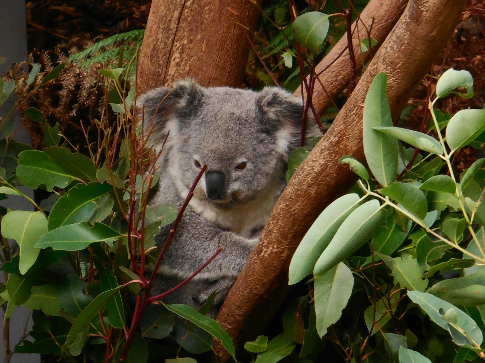 Raymond Island Wildlife Encounters