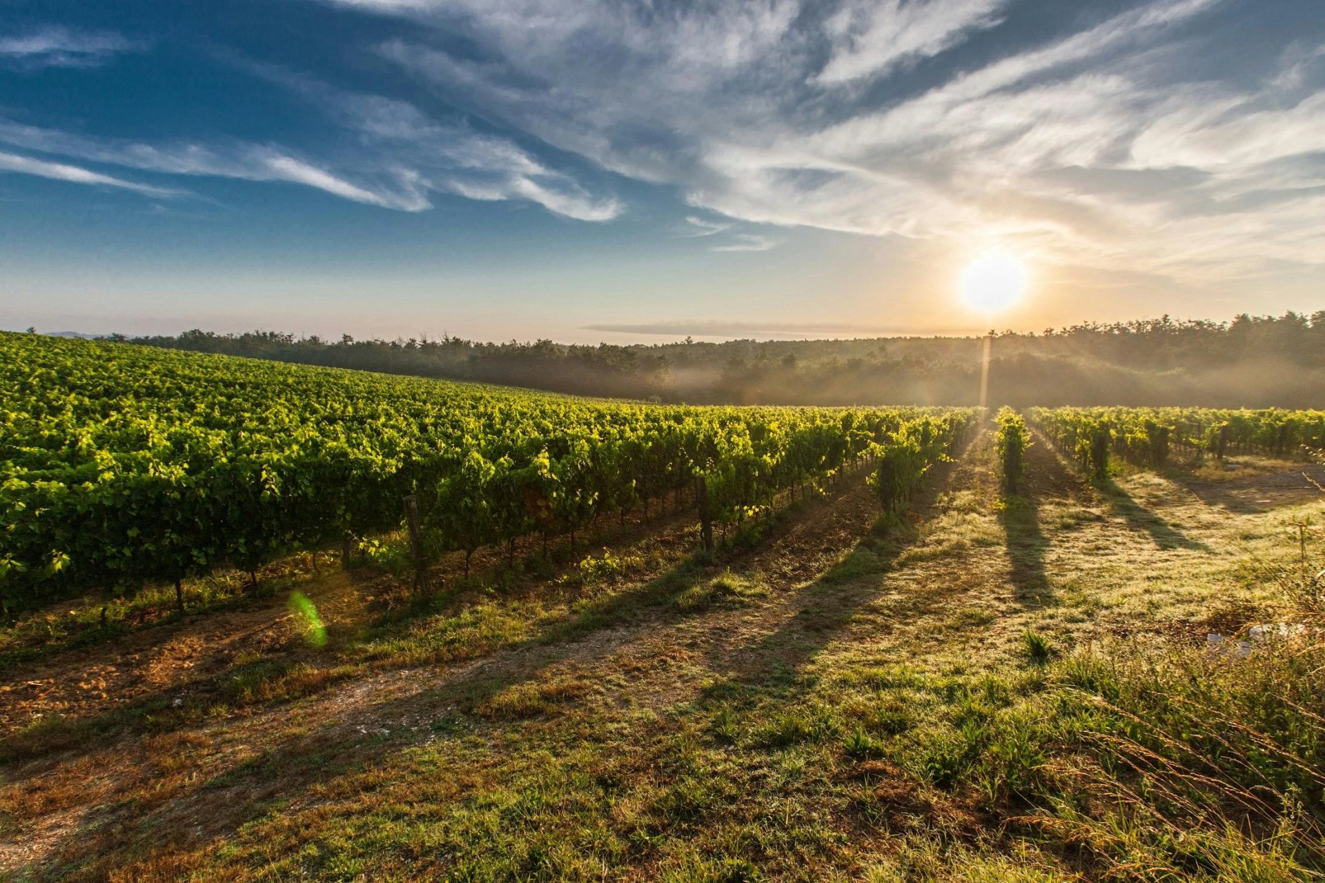 Wineries & Food Trails