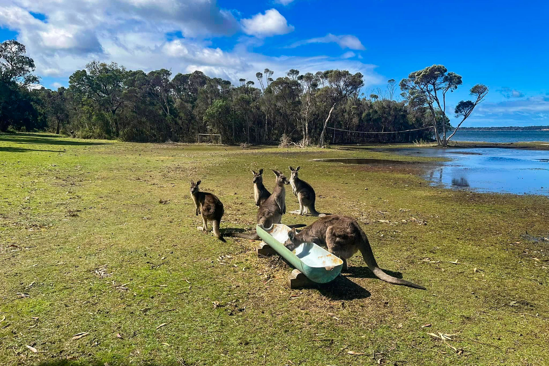 Wattle Point